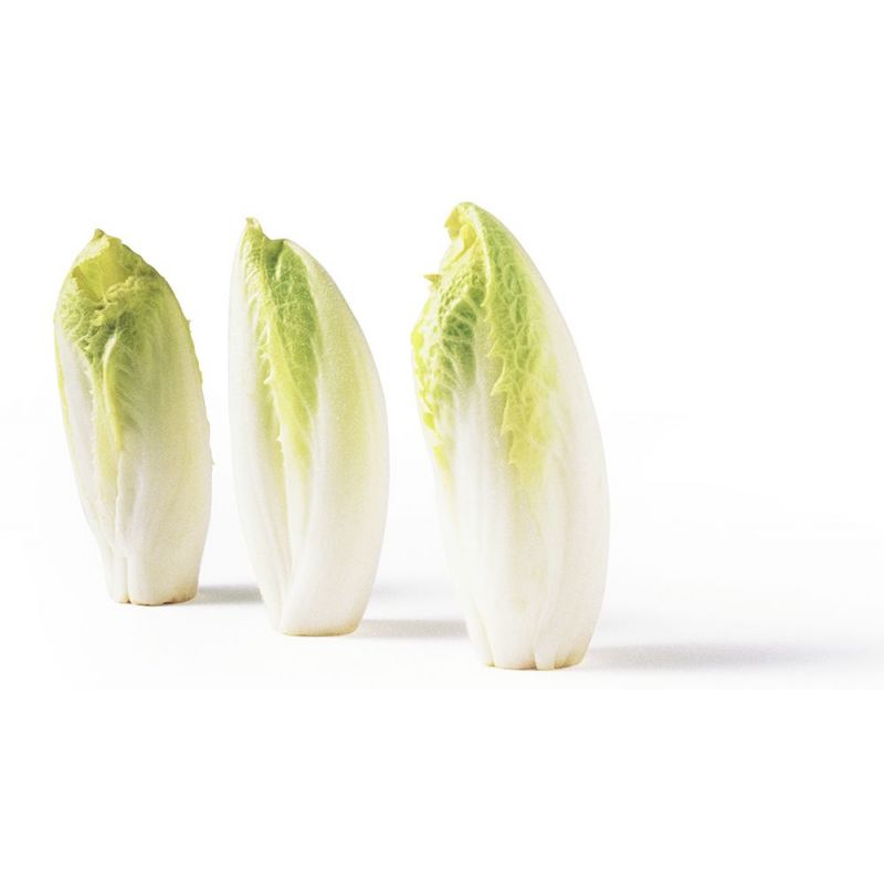 ENDIVE