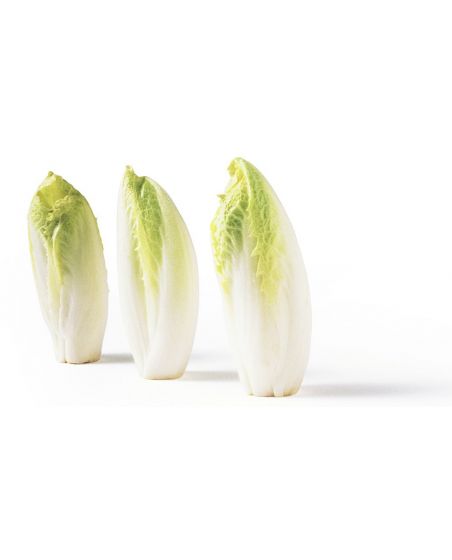 ENDIVE