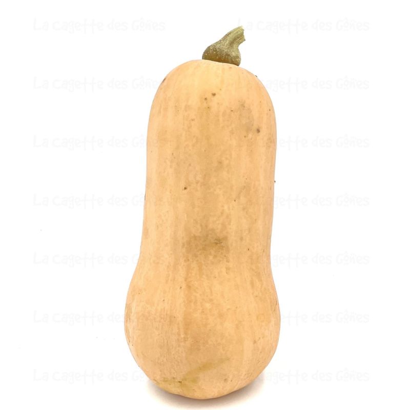 COURGE BUTTERNUT