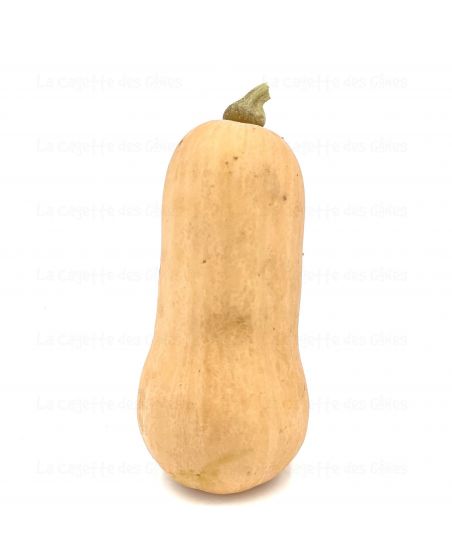 COURGE BUTTERNUT